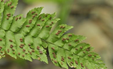 Hymenasplenium obscurum 綠柄剪葉鐵角蕨