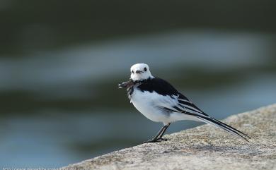 Motacilla alba Linnaeus, 1758 白鶺鴒