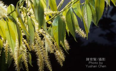 Castanopsis cuspidata var. carlesii (Hemsl.) T.Yamaz. 長尾尖葉櫧