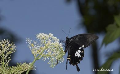 Papilio nephelus chaonulus Fruhstorfer, 1908 大白紋鳳蝶