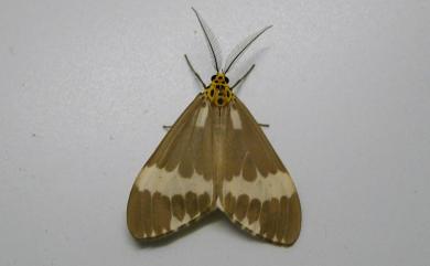 Nyctemera albofasciata (Wileman, 1911) 帶紋蝶燈蛾
