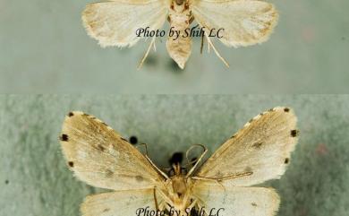 Metaemene atrigutta (Walker, 1862) 姬胡麻斑裳蛾