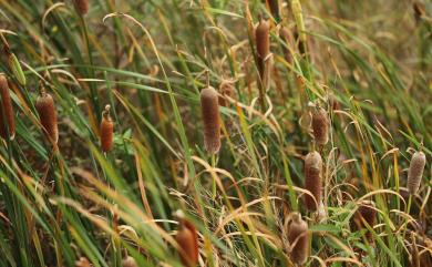 Typha orientalis 香蒲