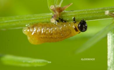 Crioceris quatuordecimpunctata (Scopoli, 1763) 十四斑窄頸金花蟲