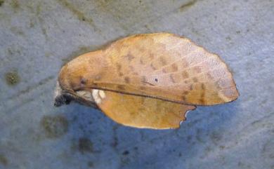 Paradoxopla sinuata taiwana (Wileman, 1915) 臺灣枯葉蛾