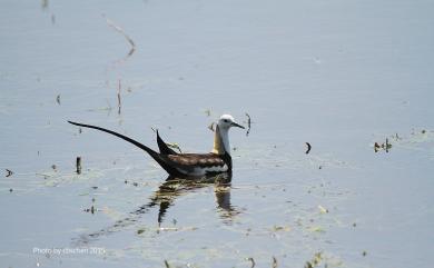 Hydrophasianus chirurgus (Scopoli, 1786) 水雉