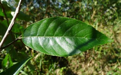 Alniphyllum pterospermum Matsum. 假赤楊