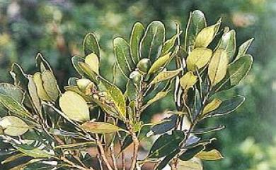 Lithocarpus formosana 臺灣石櫟