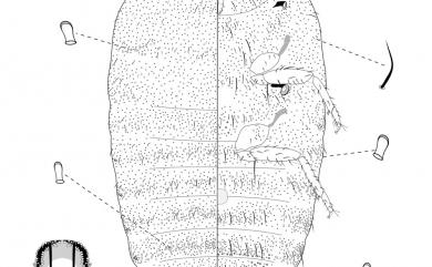 Dysmicoccus boninsis (Kuwana, 1910) 甘蔗嫡粉介殼蟲