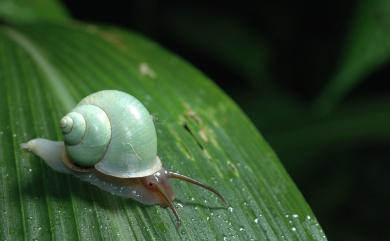 Leptopoma nitidum taivanum Möllendorff, 1883 臺灣青山蝸牛