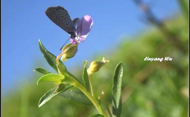Hybanthus enneaspermus (L.) F. Muell. 鼠鞭草