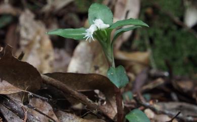 Cheirostylis octodactyla 羽唇指柱蘭