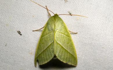 Hylophilodes rara Fukushima, 1943 長翅粉翠瘤蛾