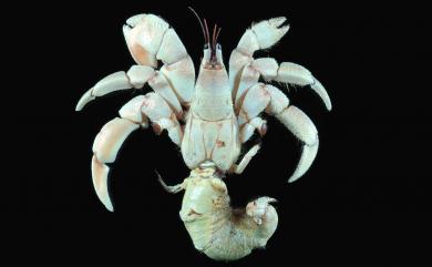Coenobita rugosus Milne-Edwards, 1837 皺紋陸寄居蟹