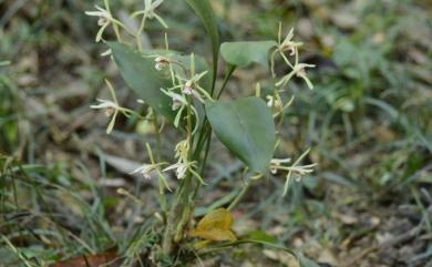 Cymbidium lancifolium var. aspidistrifolium S.S.Ying 綠花竹柏蘭