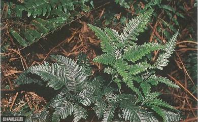 Pteris grevilleana fo. grevilleana 翅柄鳳尾蕨