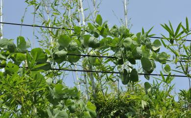 Mucuna pruriens var. utilis (Wall. ex Wight) Baker ex Burck 虎爪豆