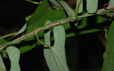 Aristolochia foveolata 蜂窩馬兜鈴