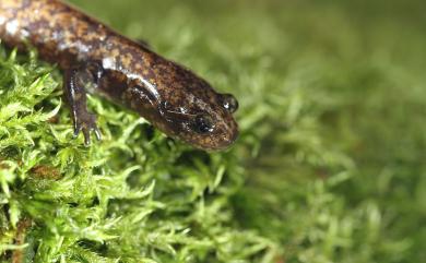 Hynobius formosanus Maki, 1922 臺灣山椒魚