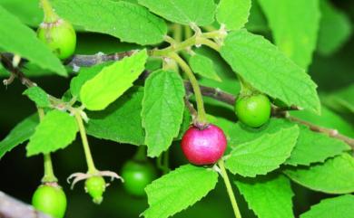 Muntingia calabura L. 西印度櫻桃