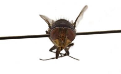 Chrysomya pinguis (Walker, 1858) 肥軀金蠅