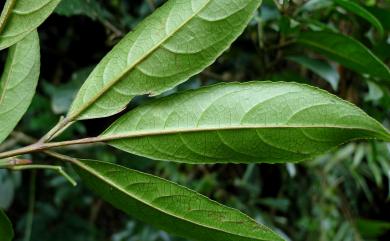 Turpinia ternata 三葉山香圓