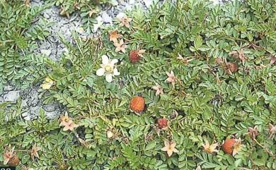 Rubus taiwanicola 臺灣莓