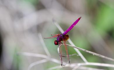 Trithemis aurora (Burmeister, 1839) 紫紅蜻蜓