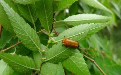 Zelkova serrata (Thunb.) Makino 櫸