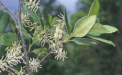 Helicia rengetiensis Masam. 蓮花池山龍眼