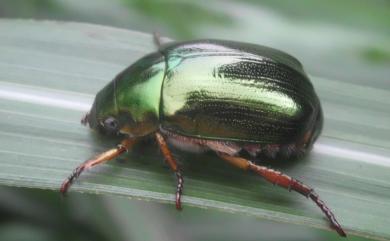 Mimela confucius formosana Nomura & Kobayashi, 1976 綠艷金龜