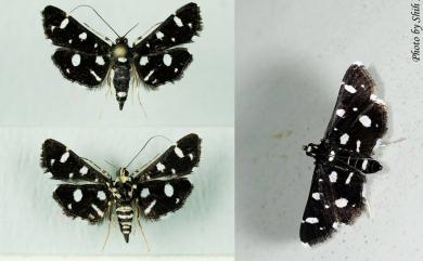 Bocchoris inspersalis (Zeller, 1852) 白斑翅野螟