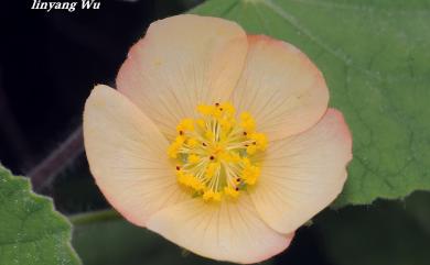 Abutilon hulseanum 疏花莔麻