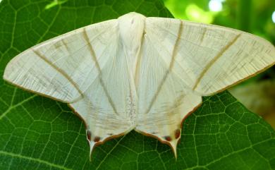 Ourapteryx monticola Inoue, 1985 淡黃雙紅尾尺蛾