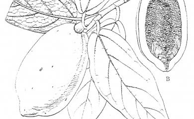 Ficus pumila var. awkeotsang 愛玉子