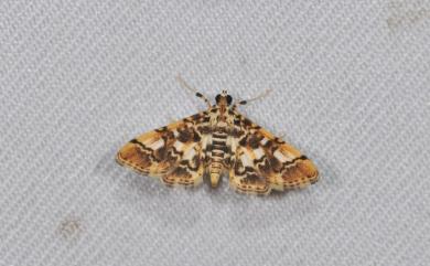 Lamprosema commixta (Butler, 1879) 黑點網脈野螟蛾