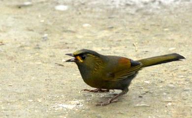 Liocichla steerii Swinhoe, 1877 黃胸藪眉