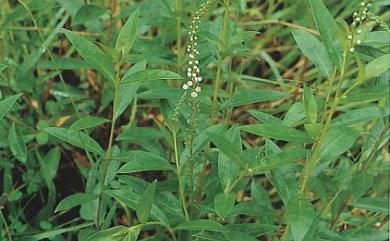 Lysimachia fortunei 星宿菜