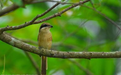 Lanius cristatus lucionensis Linnaeus, 1766 紅尾伯勞