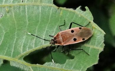 Physopelta quadriguttata Bergroth, 1894 四斑紅蝽