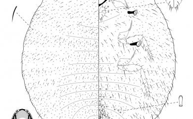 Mizococcus sacchari (Takahashi, 1928) 蔗根粉介殼蟲