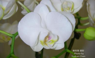 Phalaenopsis aphrodite subsp. formosana Christenson 白蝴蝶蘭