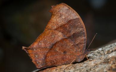 Melanitis phedima polishana Fruhstorfer, 1908 森林暮眼蝶