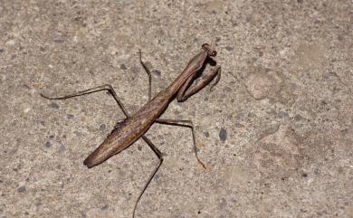 Statilia maculata (Thunberg, 1784) 棕靜螳