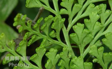 Odontosoria biflora (Kaulf.) C.Chr. 闊片烏蕨
