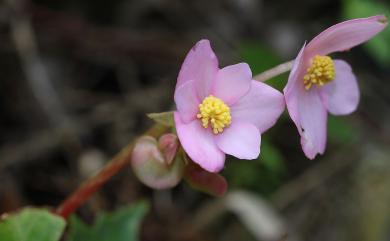 Begonia austrotaiwanensis 南臺灣秋海棠