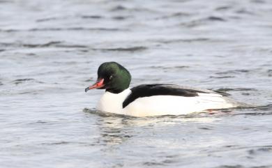 Mergus merganser merganser Linnaeus, 1758 川秋沙