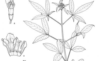 Vitex negundo L. 黃荊