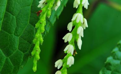 Chloranthus henryi Hemsl. 寬葉金粟蘭