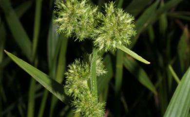 Fuirena umbellata Rottb. 黑珠蒿